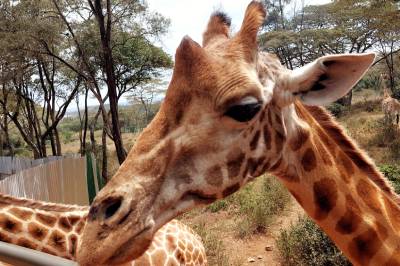 1 Day Nairobi Park / Elephant / Giraffe Visit & Bomas