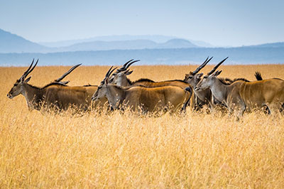 Wildlife Safari Encounter