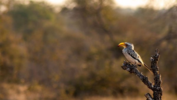 Destinations for Bird Lovers in Africa