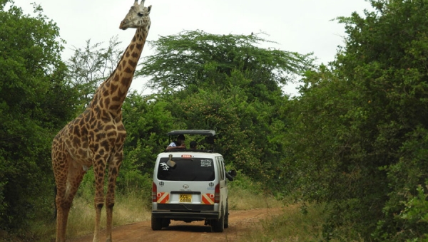 My typical day as a Kenyan safari guide