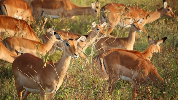 Antelopes of Kenya
