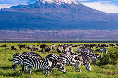 Amboseli Wildlife & Mount Kilimanjaro