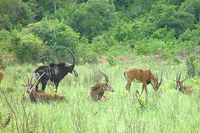 Shimba Hills National Reserve